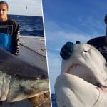 Imagem relacionada a Monstro do mar misterioso morde a cabeça de tubarão