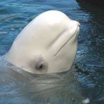 Imagem relacionada a Baleia Beluga encontrada usando arnês russo