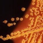 Imagem relacionada a Cientistas criam organismo com DNA alterado