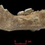 Imagem relacionada a Mandíbula de Denisovan descoberta em caverna tibetana