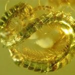 Imagem relacionada a Milípede pré-histórico encontrado preso em âmbar