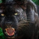 Imagem relacionada a Mulher encontra "pantera" na Nova Zelândia