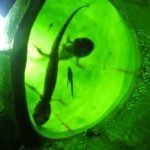 Imagem relacionada a Planta carnívora descoberta no Canadá