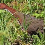 Imagem relacionada a Ave extinta evoluiu de volta à existência