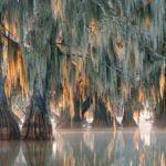 Imagem relacionada a Árvore de 2.624 anos de idade encontrada na Carolina do Norte