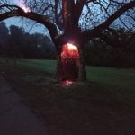 Imagem relacionada a Árvore queima de dentro para fora após queda de raio