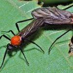 Imagem relacionada a Flórida invadida por enormes enxames de Besouro-do-amor