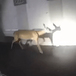 Imagem relacionada a Policiais invadem casa nos EUA e encontram bandido incomum