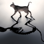 Imagem relacionada a Os físicos podem prever os saltos do gato de Schrodinger (e salvá-lo)