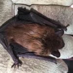 Imagem relacionada a Morcego se esconde em case de iPad e morde idoso