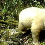 Imagem relacionada a Primeiro panda albino foi pego em câmera na China