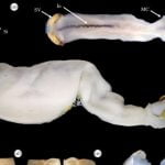 Imagem relacionada a Cientistas descobrem lagarta que come pedra