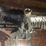 Imagem relacionada a Condor extinto gigante descoberto na Argentina