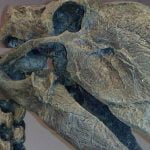 Imagem relacionada a Pássaro gigante de meia tonelada viveu ao lado do homem primitivo