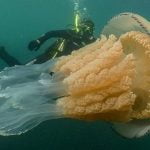 Imagem relacionada a Mergulhadores britânicos encontram água-viva gigantesca e rara