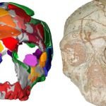 Imagem relacionada a O crânio humano mais antigo encontrado fora da África