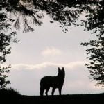 Imagem relacionada a 'Criatura misteriosa' assola mercado paquistanês