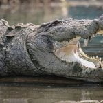 Imagem relacionada a Placa cirúrgica encontrada dentro de crocodilo