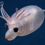 Imagem relacionada a Incrível 'lula leitão' capturada na câmera