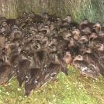 Imagem relacionada a Polícia perplexa pelo mistério do pato escocês