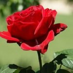 Imagem relacionada a Biólogos se chocam com a consciência das plantas