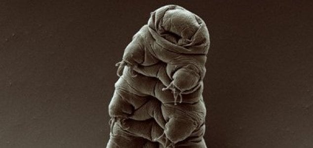 Tardigrados