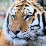 Imagem relacionada a Tigre entra em residência e vai dormir na cama