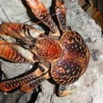 Imagem relacionada a Teoria dos caranguejos gigantes de Amelia Earhart ressurge