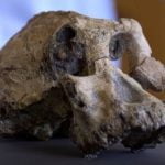 Imagem relacionada a Desenterrado crânio de hominina de 3,8 milhões de anos