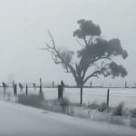 Imagem relacionada a Tempestade deixa cangurus brincando na neve