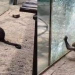 Imagem relacionada a Macaco usa pedra para quebrar vidro do gabinete