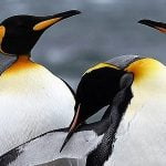 Imagem relacionada a Pinguim gigante extinto era do tamanho de um humano