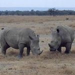 Imagem relacionada a Ovos colhidos nos últimos rinocerontes brancos do norte