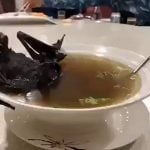 Imagem relacionada a Surto de coronavírus pode estar ligado a sopa de morcego