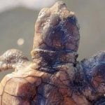 Imagem relacionada a Tartaruga marinha de duas cabeças encontrada na Carolina do Sul