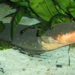 Imagem relacionada a Descoberta a enguia elétrica mais poderosa do mundo