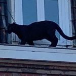 Imagem relacionada a Pantera negra ronda os telhados na França