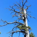 Imagem relacionada a A árvore mais antiga da Europa