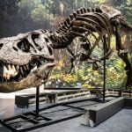 Imagem relacionada a T. rex tinha 'ar condicionado' em sua cabeça