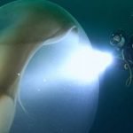 Imagem relacionada a Mergulhadores encontram incrível 'bolha' debaixo d'água