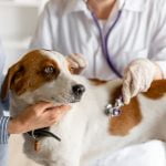 Imagem relacionada a Animais de estimação podem pegar ou transmitir coronavírus?