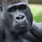 Imagem relacionada a Gorilas também podem ser suscetíveis ao coronavírus