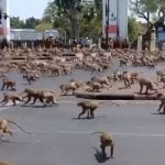 Imagem relacionada a Briga de macaco em massa nas ruas de cidade tailandesa