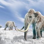 Imagem relacionada a Os últimos mamutes perderam a capacidade de cheirar flores