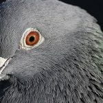 Imagem relacionada a Mortes de pombos no Reino Unido é um mistério