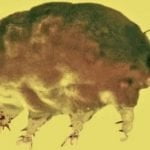 Imagem relacionada a Cientistas descobrem porcos pré-históricos