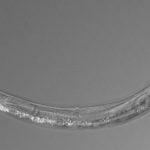 Imagem relacionada a Verme com três sexos descoberto em Mono Lake