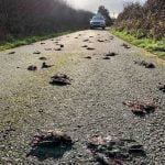 Imagem relacionada a Pássaros caem mortos no país de Gales