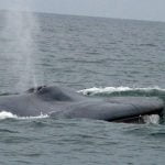 Imagem relacionada a Corações de baleia podem bater apenas duas vezes por minuto