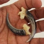 Imagem relacionada a Colar de neandertal desenterrado na Espanha